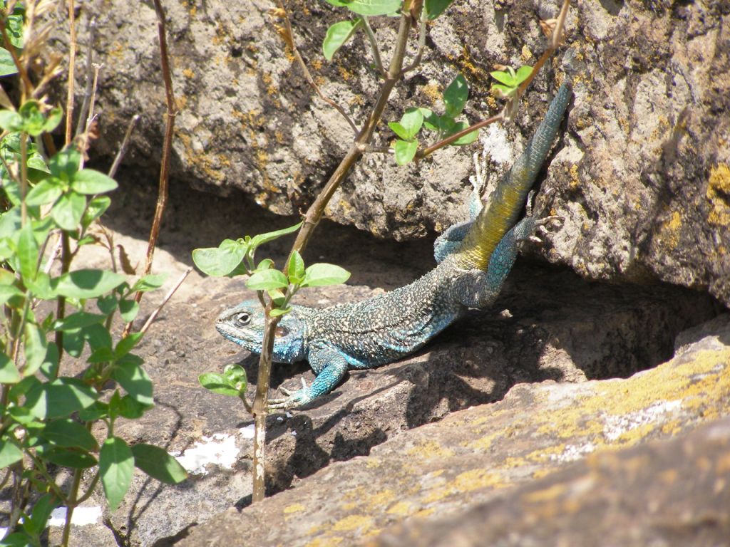 Rettili africani (da identificare)